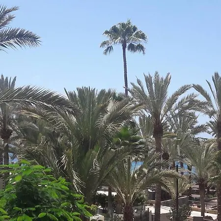 Guayero, Bel A 50m De La Los Cristianos (Tenerife)